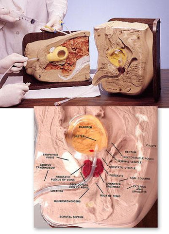 Catheterization Simulators Female Or Male