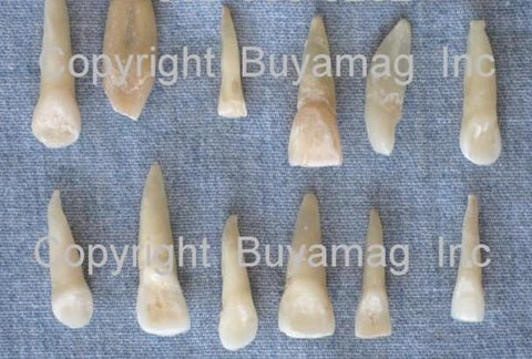 Real human teeth central incisors