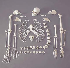disarticulated skeleton model