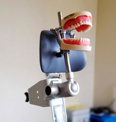 dental practice manikin 