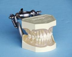 Child Dental Teeth Extraction Training Simulator/Manikin Pedodontic Complete & Mount