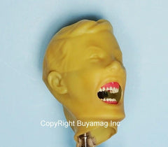 dental x-ray manikin