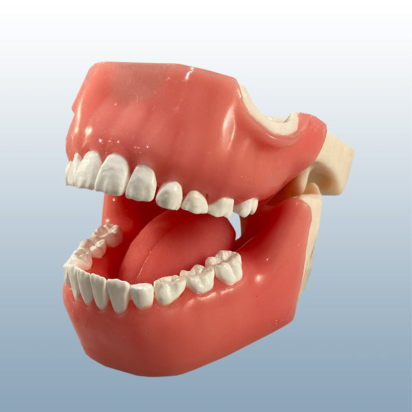 child-dental-x-ray-model