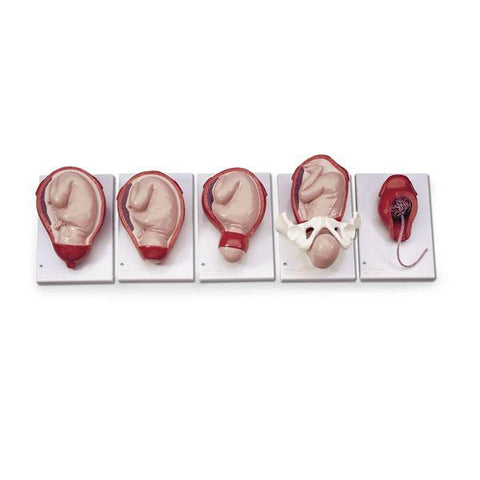 Gynecological Models | Childbirth Simulators – Buyamag INC