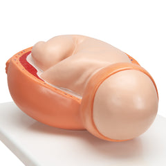cervical dilation model 