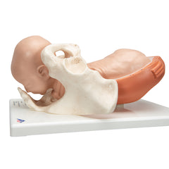 Childbirthing cervical dilation model 5 Stages
