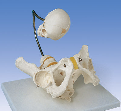 childbirth skeletal model with fetal head