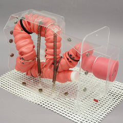colonoscopy model 3D