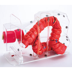 colonoscopy simulator manikin 3D