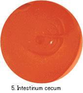 Optional Semi-Difficult Intestine   Type