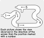 colonoscopy examination model