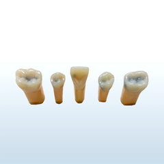 composit teeth caries endodontic models