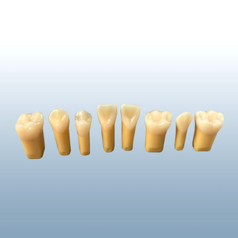 composit teeth models hard enamel 