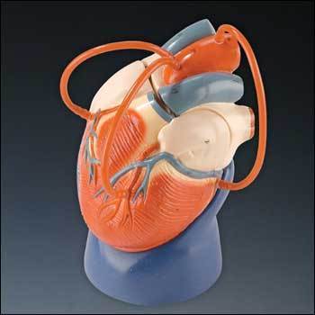 heart bypass model