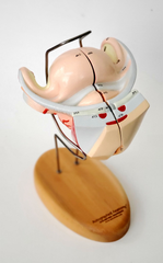 female organs with fetus