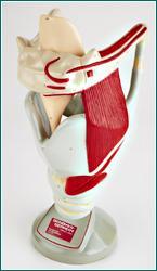 Larynx Functional model