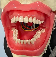 oral anesthesia model training phantom