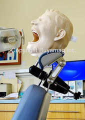 periodontal manikin head with calculus on teeth