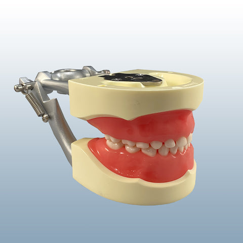 dental pediatric child model 24 primary teeth practice techniques