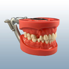 Partially Edentulous impression take practicel Model