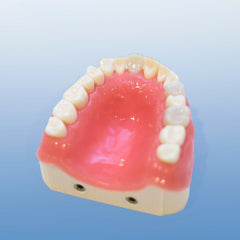 denal endodontic surgical model 