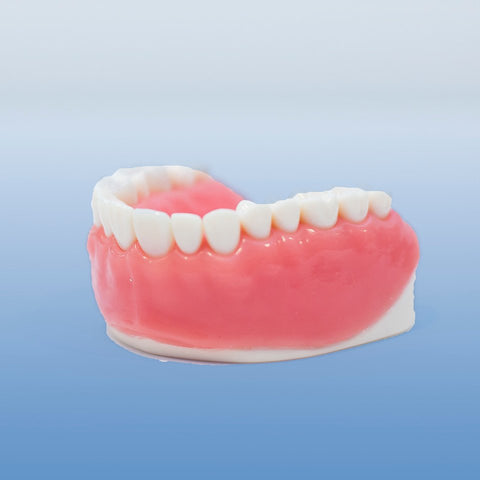 denal endodontic model 