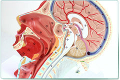 dental head Neck Nerve Vascular Muscle Model 