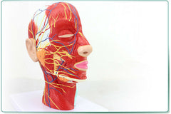 dental Head Neck nerve model Vascular Muscle Model 