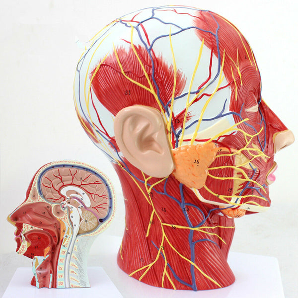 Head Neck Nerve Vascular Muscle Model 