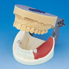 surgical implant practice model
