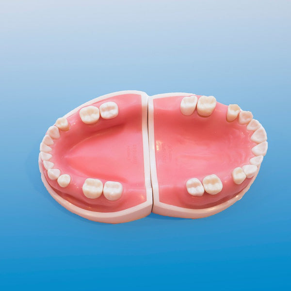 dental implant training model