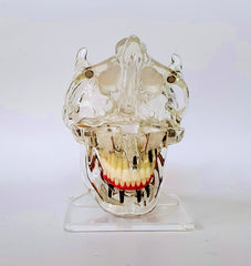 sinus lift with implant teaching model