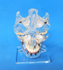 detal implants sinuses lift operative model