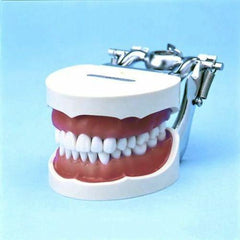 32 teeth dental model
