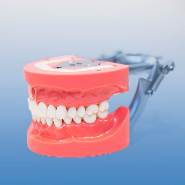 dental model DP articulator