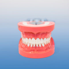 dental model