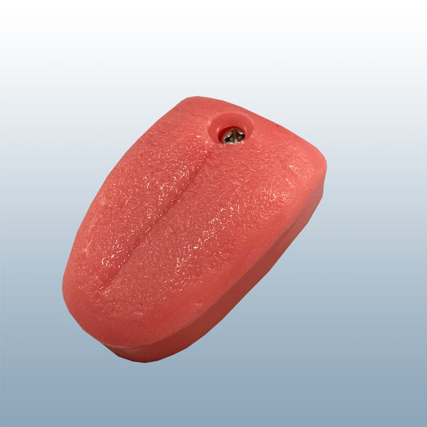dental tongue model tonque