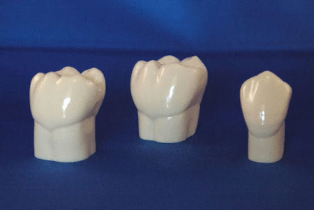 Dental Study Anatomical 28 Teeth 4 x Natural Size