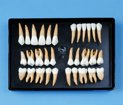 teeth definition morphology set
