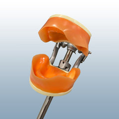 edentulous teeth impression model