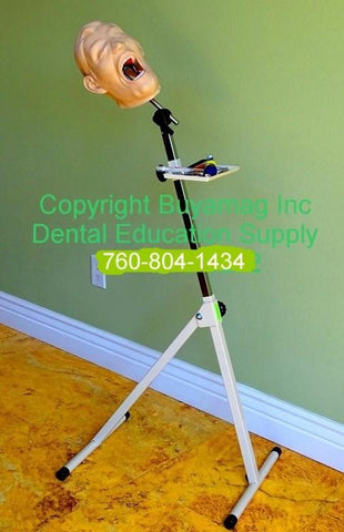 Dental Intraoral X-Ray Radiopaque Simulator Manikin Complete Radiology Examination Teeth Tongue Parts