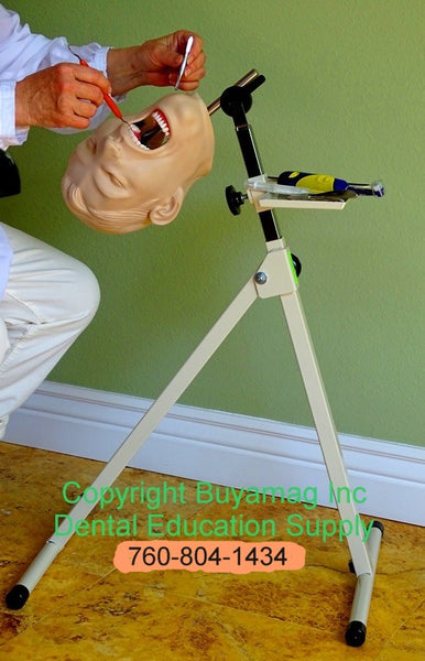 Dental Periodontal Hygiene Techniques Practice Training Simulator Manikin Complete With Mount of Your Choice