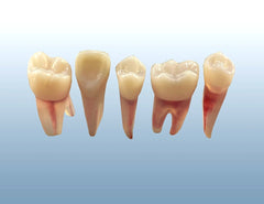 rooth canal practice endodontic teeth model