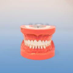 Dental model upper & lower arches