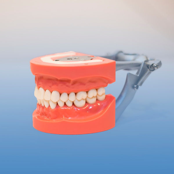 Dental model upper lower arches