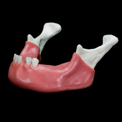 Dental Surgical Mandible Model For Drealling Training Soft Gum Practice