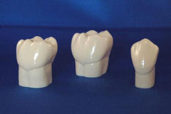 Teeth Natural Size 28 Set Teeth Resin
