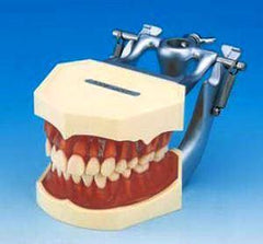 Replacement  Teeth