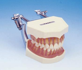 dental typodont removable teeth