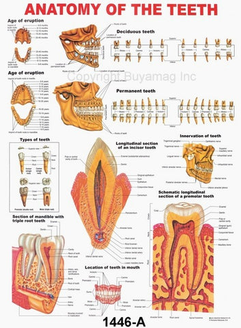 Dental Poster Teeth Type Anatomy Structure Location